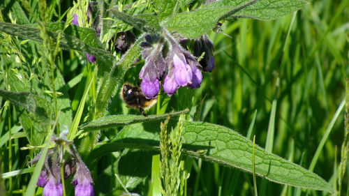 Close-up of purple flowering plant