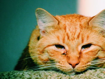 Close-up portrait of ginger cat