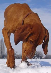 Close-up of horse