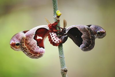 Close-up of moths mating