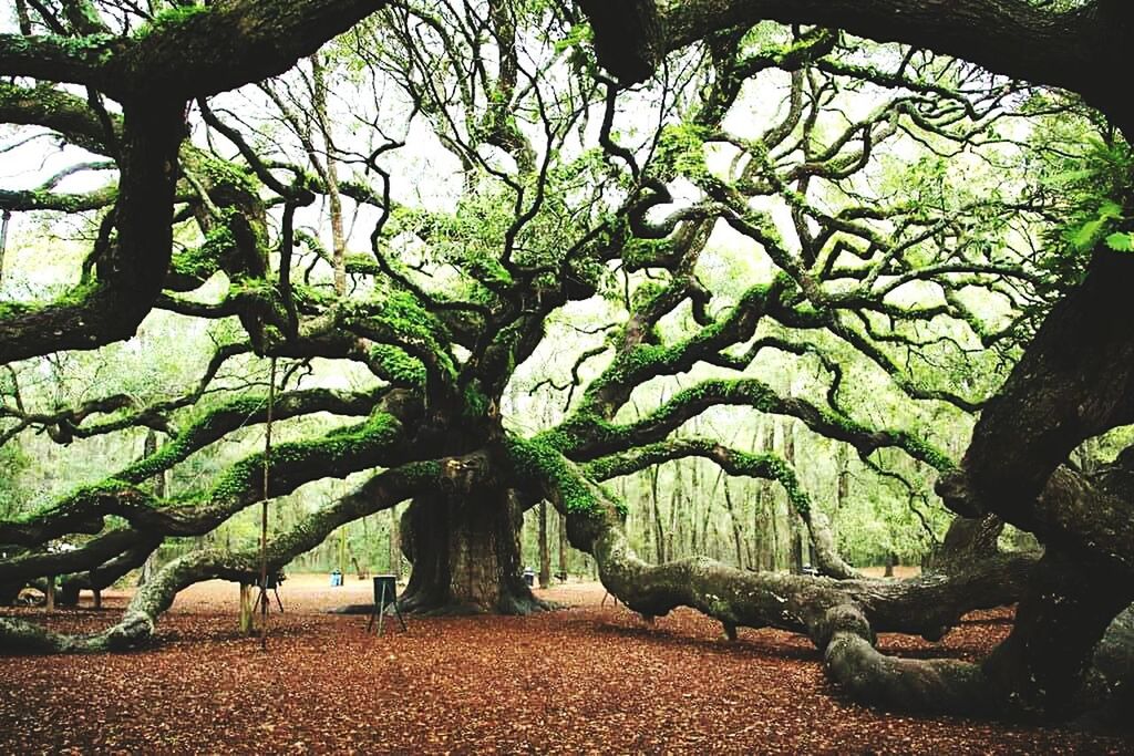 tree, branch, tree trunk, growth, tranquility, nature, beauty in nature, park - man made space, tranquil scene, green color, leaf, sunlight, shadow, scenics, day, outdoors, park, footpath, no people, idyllic