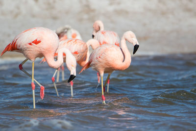 Flock of birds in water