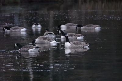 Ducks swimming in lake