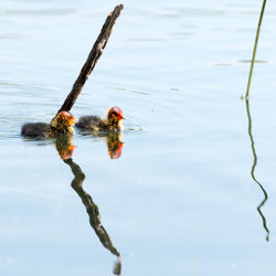 Young coots swimming in lake