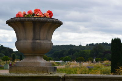 Close-up of red flower against sky