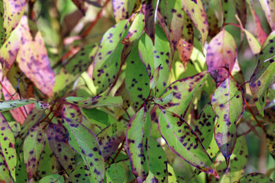 Close-up of plants