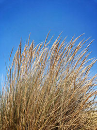 Low angle view of dry grass on field against blue sky