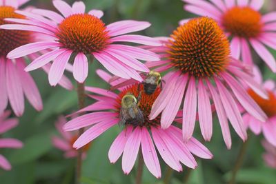 Close-up of bee pollinating on pink flower