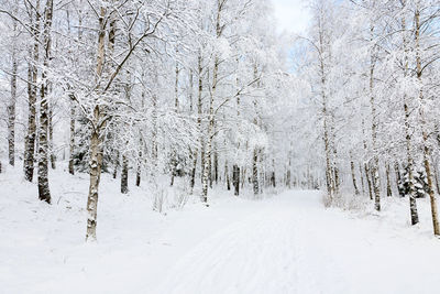 Snow covered land and trees in forest