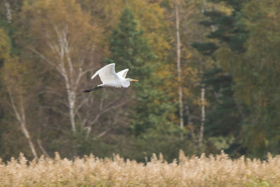 Great egret flying over field against trees