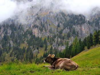 Sheep in a field