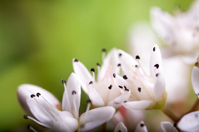 Close-up of white flowering plants