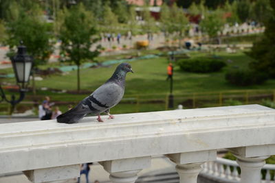 Pigeon perching on railing