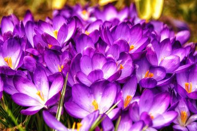 Close-up of purple flowering plants