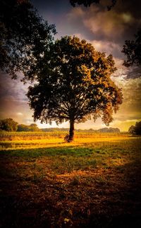 Tree on field against sky during sunset