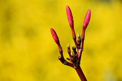 Close-up of flower buds