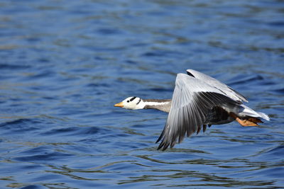 Close-up of bird flying over water