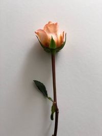 Close-up of rose against white background