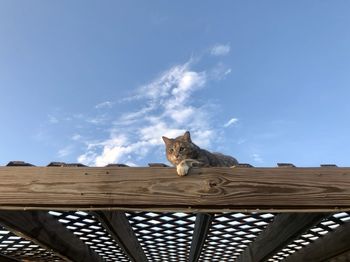 Low angle view of cat sitting on wood against sky