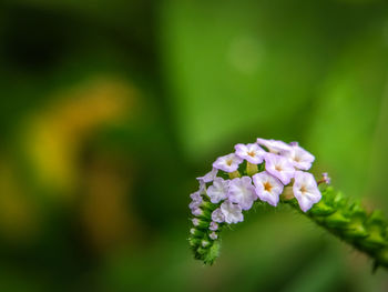 Close-up of white flowers blooming outdoors