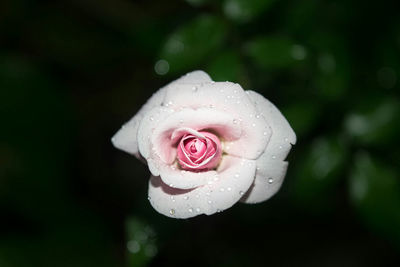 Close-up of wet rose blooming outdoors