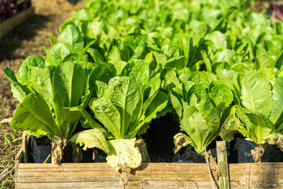 Close-up of cultivated green salad