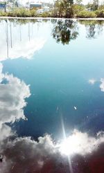 Reflection of trees in water