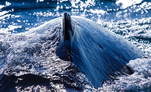 Back of an humpback whale in sea on a sunny day