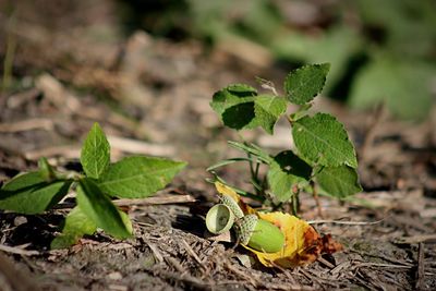 Close-up of plant