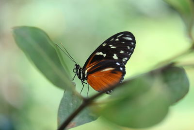 Butterfly on leaf