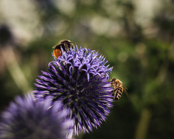 Close-up of insect on purple flower