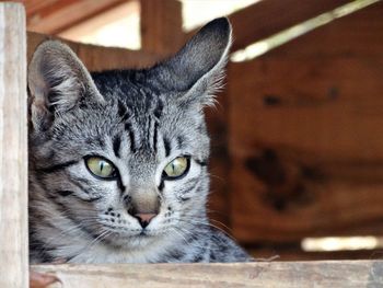 Close-up portrait of cat on wood