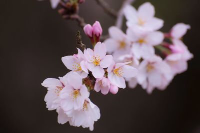 Close-up of pink flowers