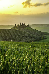 Scenic view of agricultural field against sky during sunset