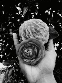 Close-up of hand holding flowers