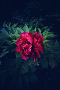 Close-up of pink flowers