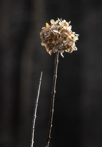 Close-up of wilted plant