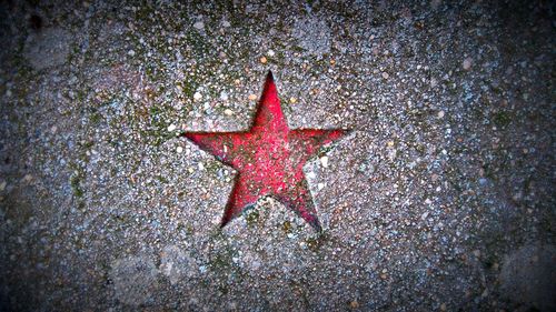 Close-up of starfish