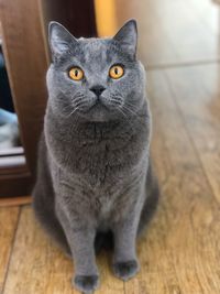 Close-up portrait of cat at home