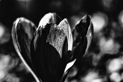 Close up of flower