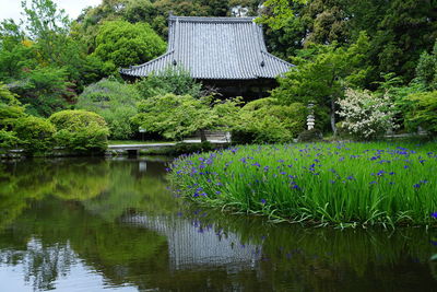 House by lake against trees and plants