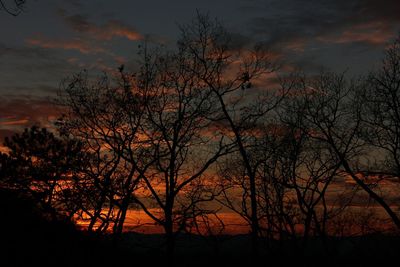 Silhouette of trees at sunset