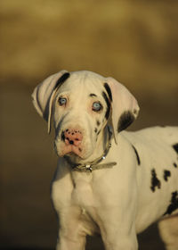 Close-up portrait of dog