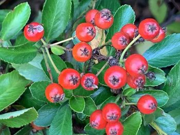 Close-up of cherries growing on plant