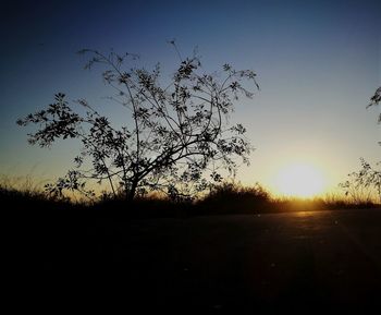 Silhouette tree on field against sky at sunset