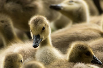 Close-up of young birds