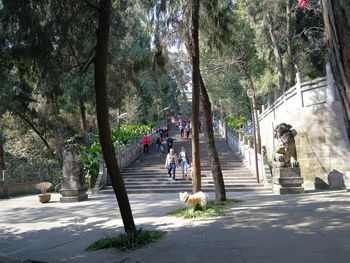 People walking on footpath by trees