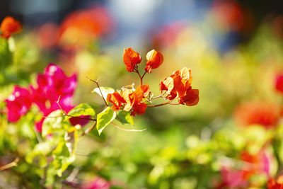 Macro photography of blooming bougainvillea flowers.