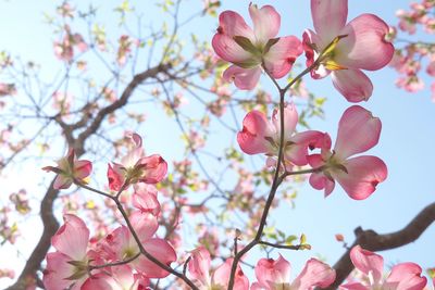 Close-up of pink cherry blossoms in spring