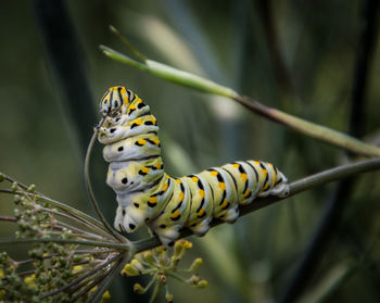 Close-up of caterpillar on plant